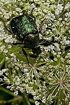 Biosphoto | 2026827 | Noble chafer eating an ombellifera in Aragon - Spain | &copy; Antoni Agelet / Biosphoto