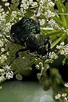 Biosphoto | 2026828 | Noble chafer eating an ombellifera in Aragon - Spain | &copy; Antoni Agelet / Biosphoto