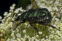 Biosphoto | 2026829 | Noble chafer eating an ombellifera in Aragon - Spain | &copy; Antoni Agelet / Biosphoto