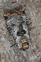 Biosphoto | 2609801 | Noctuelle gris-de-lin (Epilecta linogrisea) Imago, espèce très localisée bien que polyphage, Chenille polyphage, Plérin, côtes-d'Armor, Bretagne, France | &copy; Dominique Halleux / Biosphoto