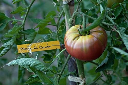 Biosphoto | 892254 | 'Noire de Crimée' Tomatoes and labeled timber in a garden | &copy; Philippe Giraud / Biosphoto