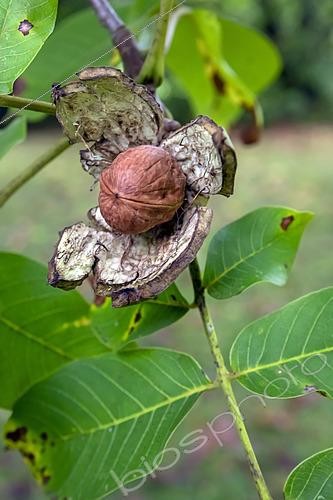 Biosphoto | 2461412 | Noix fruit du Noyer commun (Juglans regia) éclosion en automne après éclatement de sa coque, Jardin de campagne, Lorraine, France | &copy; André Simon / Biosphoto