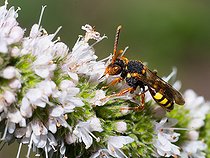 Biosphoto | 2445644 | Nomad bee (Nomada zonata) on Mint (Mentha sp), Vosges du Nord Regional Natural Park, France | &copy; Michel Rauch / Biosphoto