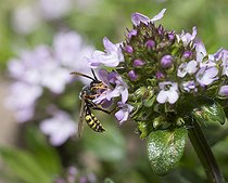 Biosphoto | 2166666 | Nomade ruficorne (Nomada ruficornis) butinant sur du thym, Parc naturel régional des Vosges du Nord, France | &copy; Michel Rauch / Biosphoto