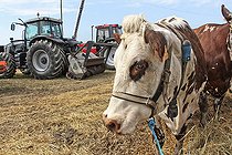 Biosphoto | 2587994 | Normandy cow and tractors at an agricultural show, Sarthe, France | &copy; Michel Gile / Biosphoto