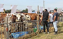 Biosphoto | 2587992 | Normandy cows for sale, three young farmers at the agricultural show, Sarthe, France | &copy; Michel Gile / Biosphoto