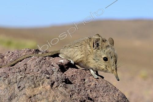 Biosphoto | 1941141 | North african elephant shrew sur rocher - Ouarzazate Morocco | &copy; Daniel Heuclin / Biosphoto