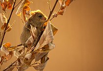 Biosphoto | 2407952 | Northern birch mouse (Sicista betulina) sitting on a dry branch. Photographing animals in a special transparent camera on the territory of the scientific center of the Moscow zoo Original country: middle Russia | &copy; Aleksey Volkov / Biosphoto