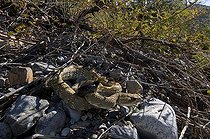 Biosphoto | 1250066 | Northern black-tailed rattlesnake on rock New Mexico USA | &copy; Daniel Heuclin / Biosphoto