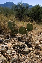 Biosphoto | 1249958 | Northern black-tailed rattlesnake Santa Catalina mountains | &copy; Daniel Heuclin / Biosphoto