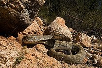 Biosphoto | 1249960 | Northern black-tailed rattlesnake Santa Catalina mountains | &copy; Daniel Heuclin / Biosphoto