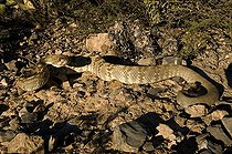 Biosphoto | 1249962 | Northern black-tailed rattlesnake Santa Catalina mountains | &copy; Daniel Heuclin / Biosphoto