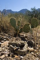 Biosphoto | 1250079 | Northern black-tailed rattlesnake Santa Catalina mountains | &copy; Daniel Heuclin / Biosphoto