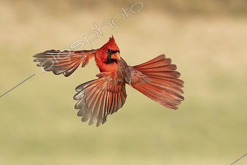 Biosphoto | 2448011 | Northern Cardinal (Cardinalis cardinalis) male flying, Texas, USA | &copy; Alan Murphy / BIA / Biosphoto