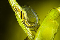Biosphoto | 2621900 | Northern crested newt (Triturus cristatus) egg protected by a leaf, city of Couffy, Loir et Cher, France | &copy; Bruno Guénard / Biosphoto