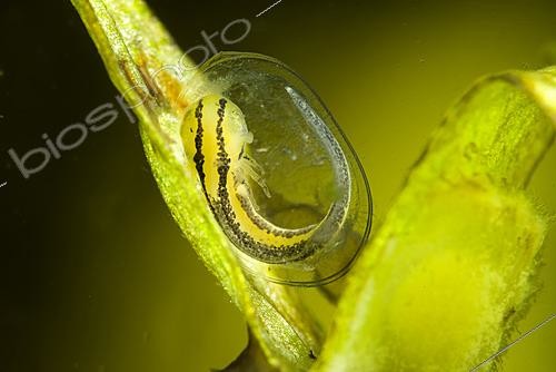 Biosphoto | 2621900 | Northern crested newt (Triturus cristatus) egg protected by a leaf, city of Couffy, Loir et Cher, France | &copy; Bruno Guénard / Biosphoto