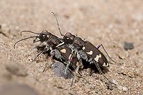 Biosphoto | 2133851 | Northern dune tiger beetle (Cicindela hybrida) mating attempt, Northern Vosges Regional Nature Park, France | &copy; Michel Rauch / Biosphoto