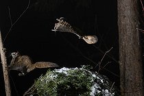 Biosphoto | 2580901 | Northern flying squirrel (Glaucomys sabrinus) landing on a trunk, Région du Saguenay lac St Jean, Province du Québec, Canada | &copy; Fabrice Simon / Biosphoto