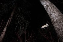 Biosphoto | 2580879 | Northern flying squirrel (Glaucomys sabrinus) in flight, Région du Saguenay lac St Jean, Province du Québec, Canada | &copy; Fabrice Simon / Biosphoto