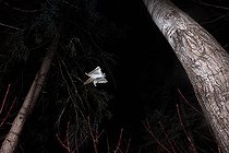 Biosphoto | 2580880 | Northern flying squirrel (Glaucomys sabrinus) in flight, Région du Saguenay lac St Jean, Province du Québec, Canada | &copy; Fabrice Simon / Biosphoto