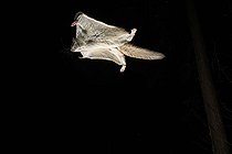 Biosphoto | 2580894 | Northern flying squirrel (Glaucomys sabrinus) in flight, Région du Saguenay lac St Jean, Province du Québec, Canada | &copy; Fabrice Simon / Biosphoto