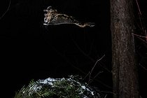 Biosphoto | 2580902 | Northern flying squirrel (Glaucomys sabrinus) in flight, Région du Saguenay lac St Jean, Province du Québec, Canada | &copy; Fabrice Simon / Biosphoto