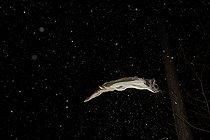 Biosphoto | 2580907 | Northern flying squirrel (Glaucomys sabrinus) in flight, Région du Saguenay lac St Jean, Province du Québec, Canada | &copy; Fabrice Simon / Biosphoto