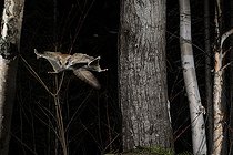 Biosphoto | 2580908 | Northern flying squirrel (Glaucomys sabrinus) in flight, Région du Saguenay lac St Jean, Province du Québec, Canada | &copy; Fabrice Simon / Biosphoto