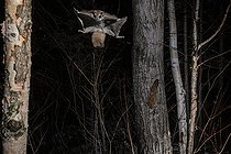 Biosphoto | 2580910 | Northern flying squirrel (Glaucomys sabrinus) in flight, Région du Saguenay lac St Jean, Province du Québec, Canada | &copy; Fabrice Simon / Biosphoto