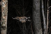 Biosphoto | 2580911 | Northern flying squirrel (Glaucomys sabrinus) in flight, Région du Saguenay lac St Jean, Province du Québec, Canada | &copy; Fabrice Simon / Biosphoto