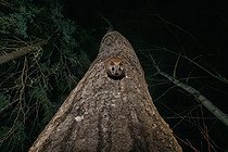 Biosphoto | 2580895 | Northern flying squirrel (Glaucomys sabrinus) on Quaking aspen trunk, Région du Saguenay lac St Jean, Province du Québec, Canada | &copy; Fabrice Simon / Biosphoto