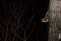 Biosphoto | 2580900 | Northern flying squirrel (Glaucomys sabrinus) on Quaking aspen trunk, Région du Saguenay lac St Jean, Province du Québec, Canada | &copy; Fabrice Simon / Biosphoto