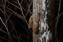 Biosphoto | 2580903 | Northern flying squirrels (Glaucomys sabrinus), Région du Saguenay lac St Jean, Province du Québec, Canada | &copy; Fabrice Simon / Biosphoto