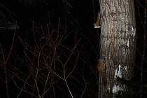 Biosphoto | 2580897 | Northern flying squirrels (Glaucomys sabrinus) on Quaking aspen trunk, Région du Saguenay lac St Jean, Province du Québec, Canada | &copy; Fabrice Simon / Biosphoto