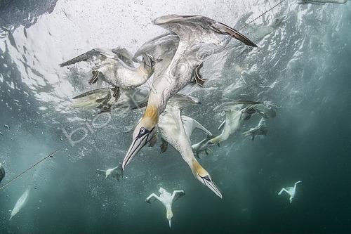 Biosphoto | 2580752 | Northern gannet (Morus bassanus) diving underwater to feed on discarded fish. Noss National Nature Reserve. Shetland Isles, Scotland, UK, Atlantic Ocean | &copy; Franco Banfi / Biosphoto