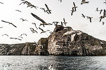 Biosphoto | 2450457 | Northern Gannet (Morus bassanus), flying in a group near their colony on the island of Noss in the Shetlands. | &copy; Marc Tisseau / Biosphoto