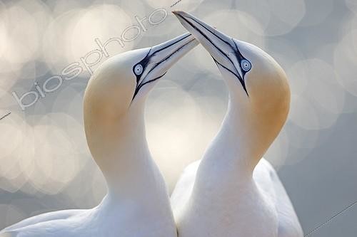 Biosphoto | 2036128 | Northern Gannets pair in courtship display - Germany | &copy; Thomas Hinsche / imageBROKER / Biosphoto