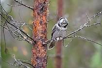 Biosphoto | 2576990 | Northern Hawk-Owl (Surnia ulula) - Adult posed in the Kuusamo region of Finland | &copy; Michael Adam / Biosphoto