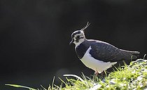 Biosphoto | 1522862 | Northern Lapwing also Peewit, Green Plover or Common Lapwing (Vanellus vanellus) | &copy; Michael Weber / imageBROKER / Biosphoto