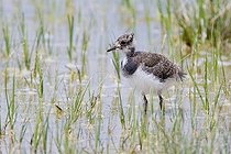 Biosphoto | 1493061 | Northern Lapwing, Peewit or Green Plover (Vanellus vanellus), young bird, Apetlon, Burgenland, Austria, Europe | &copy; Thomas Goetzfried / imageBROKER / Biosphoto