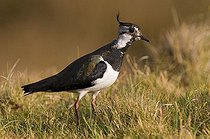 Biosphoto | 1523377 | Northern Lapwing, Peewit or Green Plover (Vanellus vanellus) | &copy; Horst Jegen / imageBROKER / Biosphoto