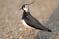 Biosphoto | 1537262 | Northern Lapwing, Peewit or Green Plover (Vanellus vanellus), Lake Neusiedler See, Austria, Europe | &copy; Franz Christoph Robiller / imageBROKER / Biosphoto