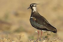 Biosphoto | 1487525 | Northern Lapwing (Vanellus vanellus) | &copy; Anton Luhr / imageBROKER / Biosphoto