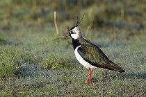 Biosphoto | 1495341 | Northern Lapwing (Vanellus vanellus) | &copy; Joern Friederich / imageBROKER / Biosphoto