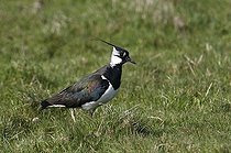 Biosphoto | 1515190 | Northern Lapwing (Vanellus vanellus) | &copy; Michael Maehrlein / imageBROKER / Biosphoto