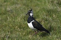 Biosphoto | 1523621 | Northern Lapwing (Vanellus vanellus) | &copy; Michael Maehrlein / imageBROKER / Biosphoto