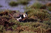 Biosphoto | 1489057 | Northern Lapwing (Vanellus vanellus), adult bird catching worm in wet greenland areas, Ellewick, Muensterland, Nordrhein-Westfalen, Germany | &copy; Cko / imageBROKER / Biosphoto