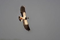 Biosphoto | 1535766 | Northern lapwing (Vanellus vanellus) in flight, Lake Neusiedl, Austria, Europe | &copy; Franz Christoph Robiller / imageBROKER / Biosphoto