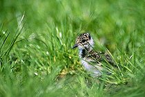 Biosphoto | 1494931 | Northern Lapwing (Vanellus vanellus), juvenile little bird in wet greenland areas, Ellewick, Muensterland, Nordrhein-Westfalen, Germany | &copy; Cko / imageBROKER / Biosphoto