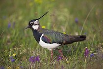 Biosphoto | 1537275 | Northern lapwing (Vanellus vanellus), Lake Neusiedl, Austria, Europe | &copy; Franz Christoph Robiller / imageBROKER / Biosphoto